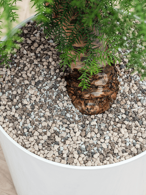 
Arrangement de plantes « Ficus elastica 'Robusta' au Laos » - Or