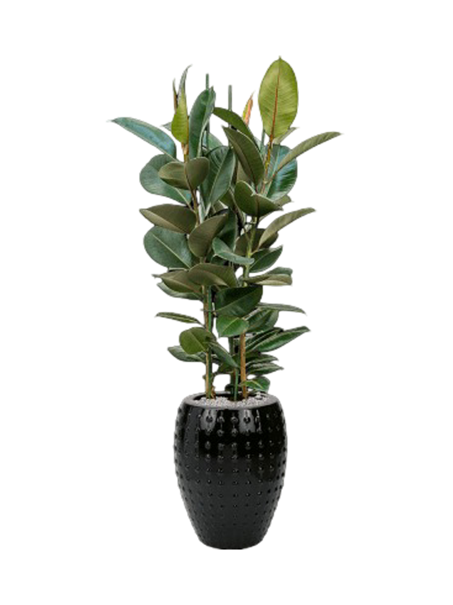 
Arrangement de plantes « Ficus elastica 'Robusta' au Laos » - Noir
