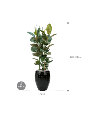 IMAGE for product variant SKU CC0031330
