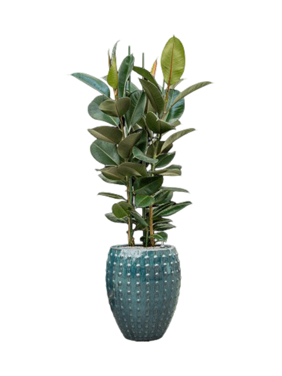 
Arrangement de plantes « Ficus elastica 'Robusta' au Laos » - Bleu