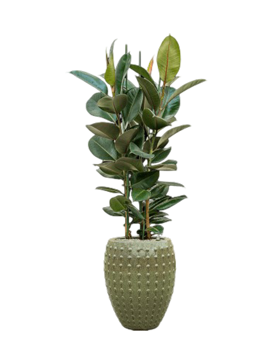 
Arrangement de plantes « Ficus elastica 'Robusta' au Laos » - Vert