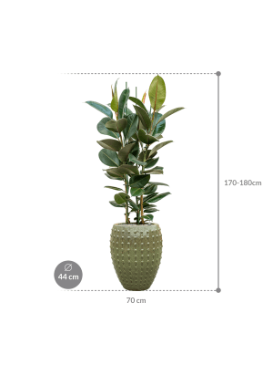 IMAGE for product variant SKU CC0031339