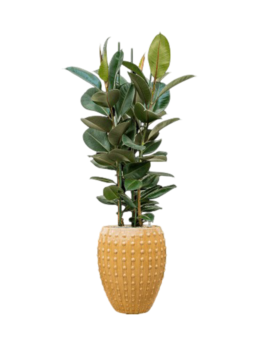 
Arrangement de plantes « Ficus elastica 'Robusta' au Laos » - Jaune moutarde