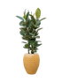 IMAGE for product variant SKU CC0031342