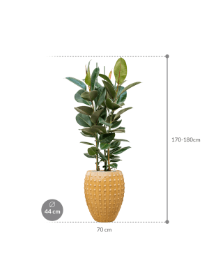 IMAGE for product variant SKU CC0031342