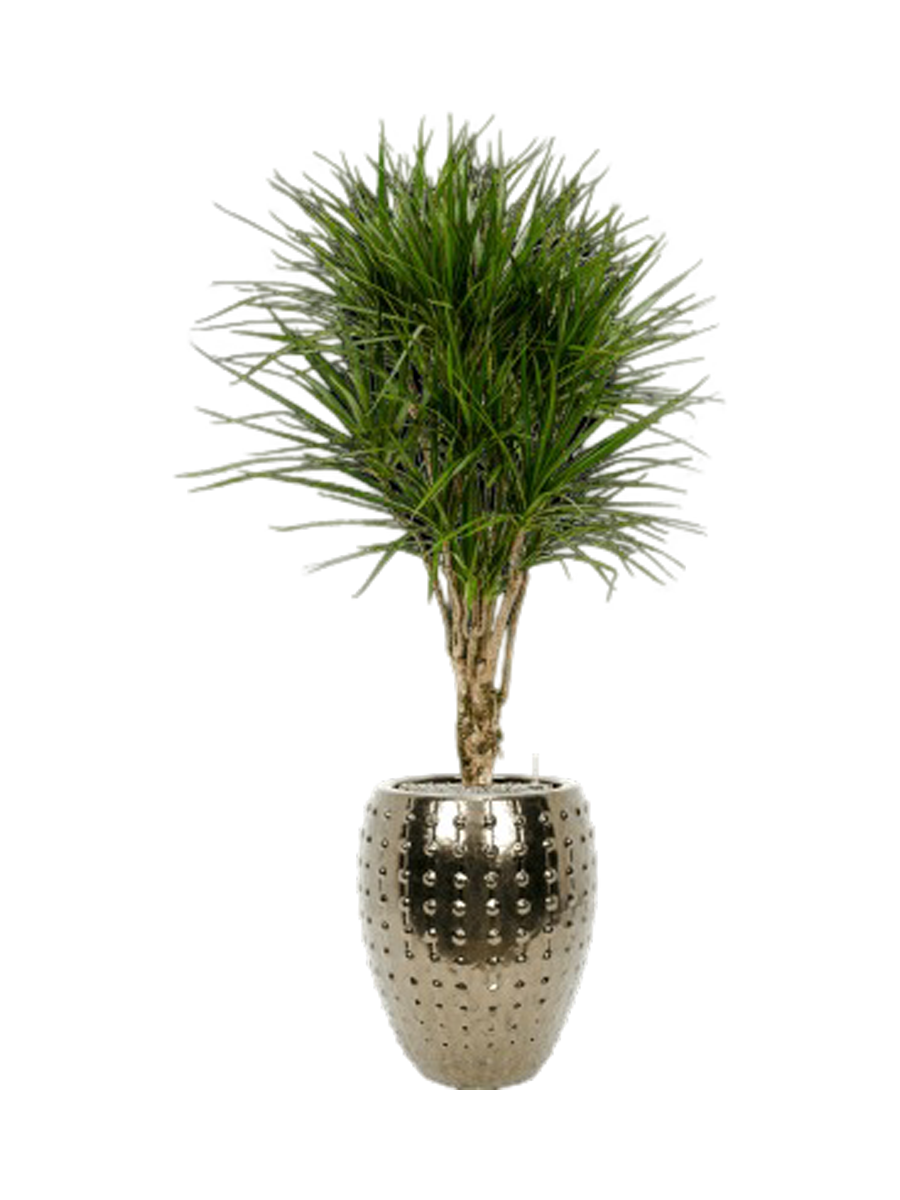 
Composition de plantes « Dracaena marginata au Laos », hauteur 170 cm - Or
