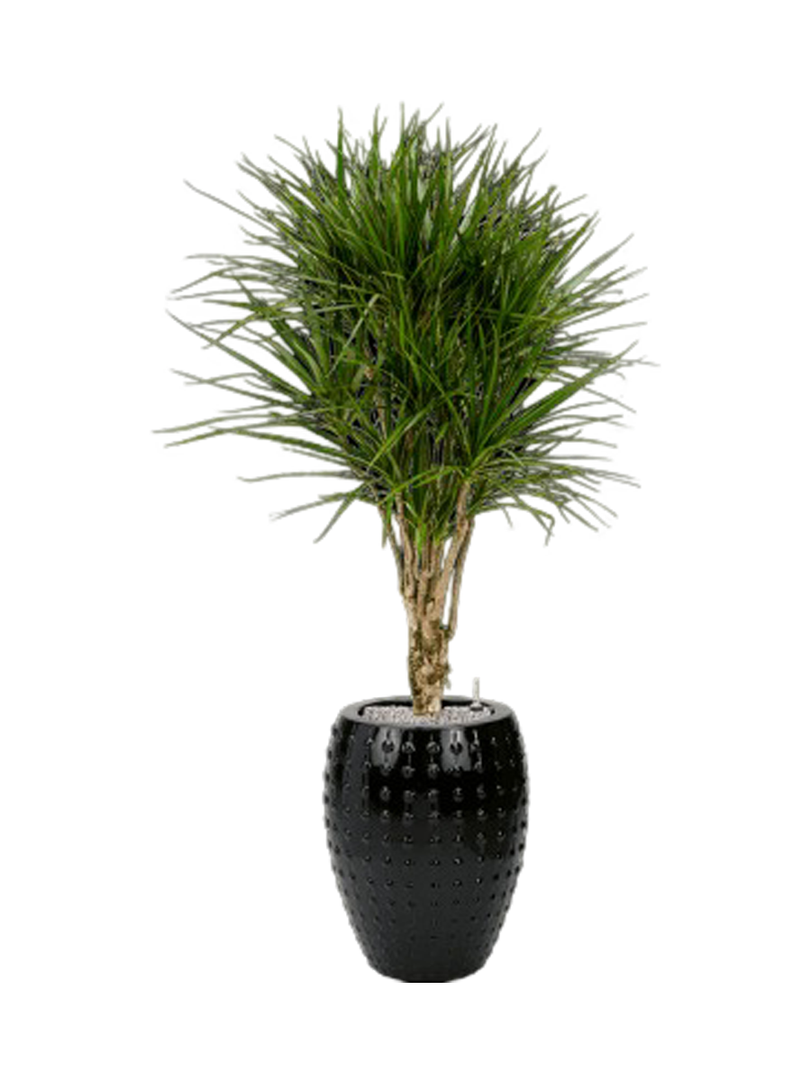 
Composition de plantes « Dracaena marginata au Laos », hauteur 170 cm - Noir