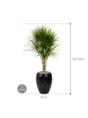 IMAGE for product variant SKU CC0031366