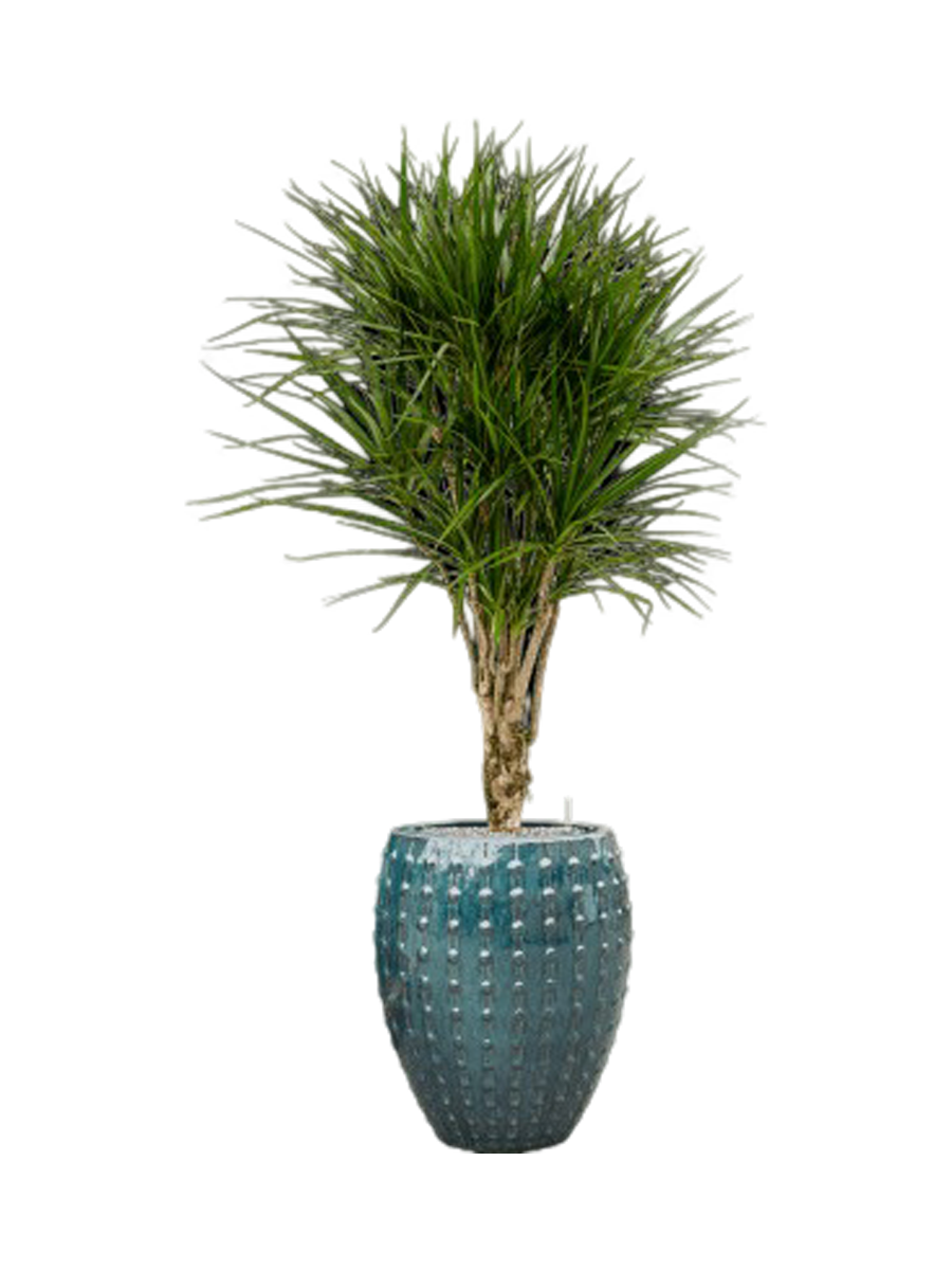
Composition de plantes « Dracaena marginata au Laos », hauteur 170 cm - Bleu