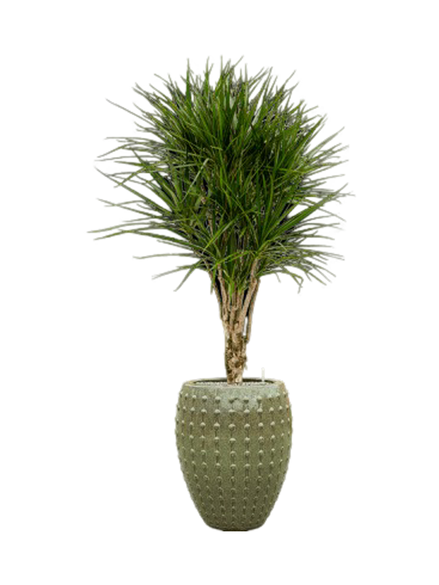 
Composition de plantes « Dracaena marginata au Laos », hauteur 170 cm - Vert