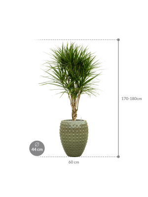 IMAGE for product variant SKU CC0031375