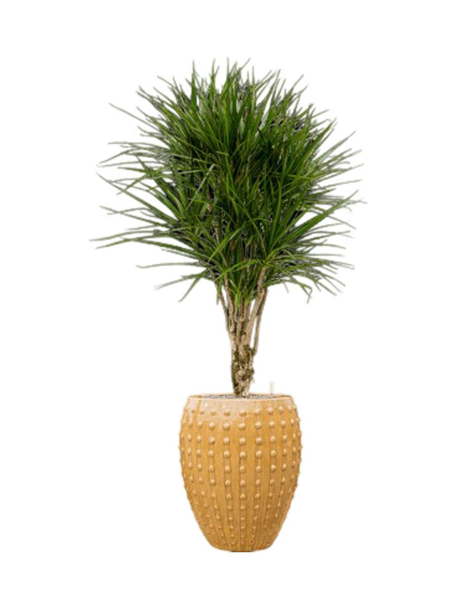 
Composition de plantes « Dracaena marginata au Laos », hauteur 170 cm - Jaune moutarde