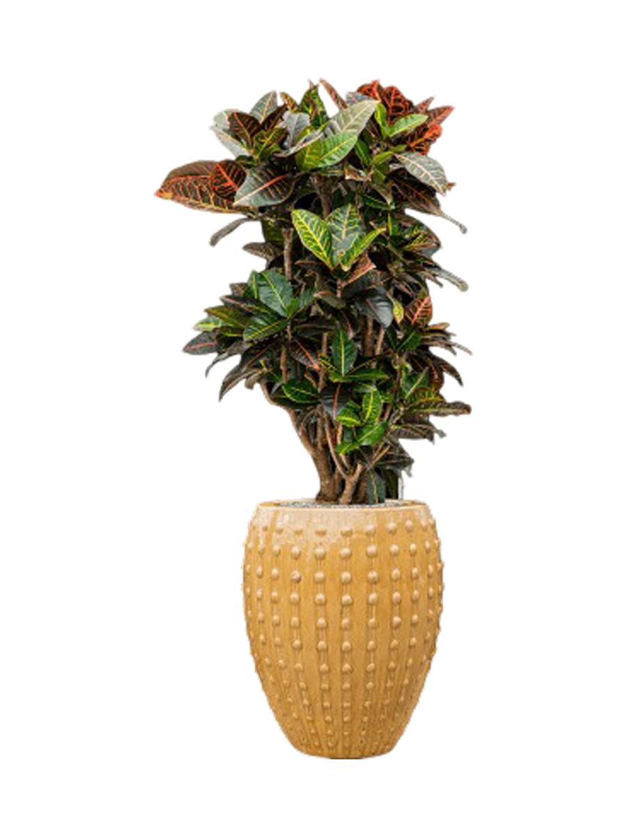 IMAGE for product variant SKU CC0031381