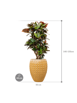 IMAGE for product variant SKU CC0031381