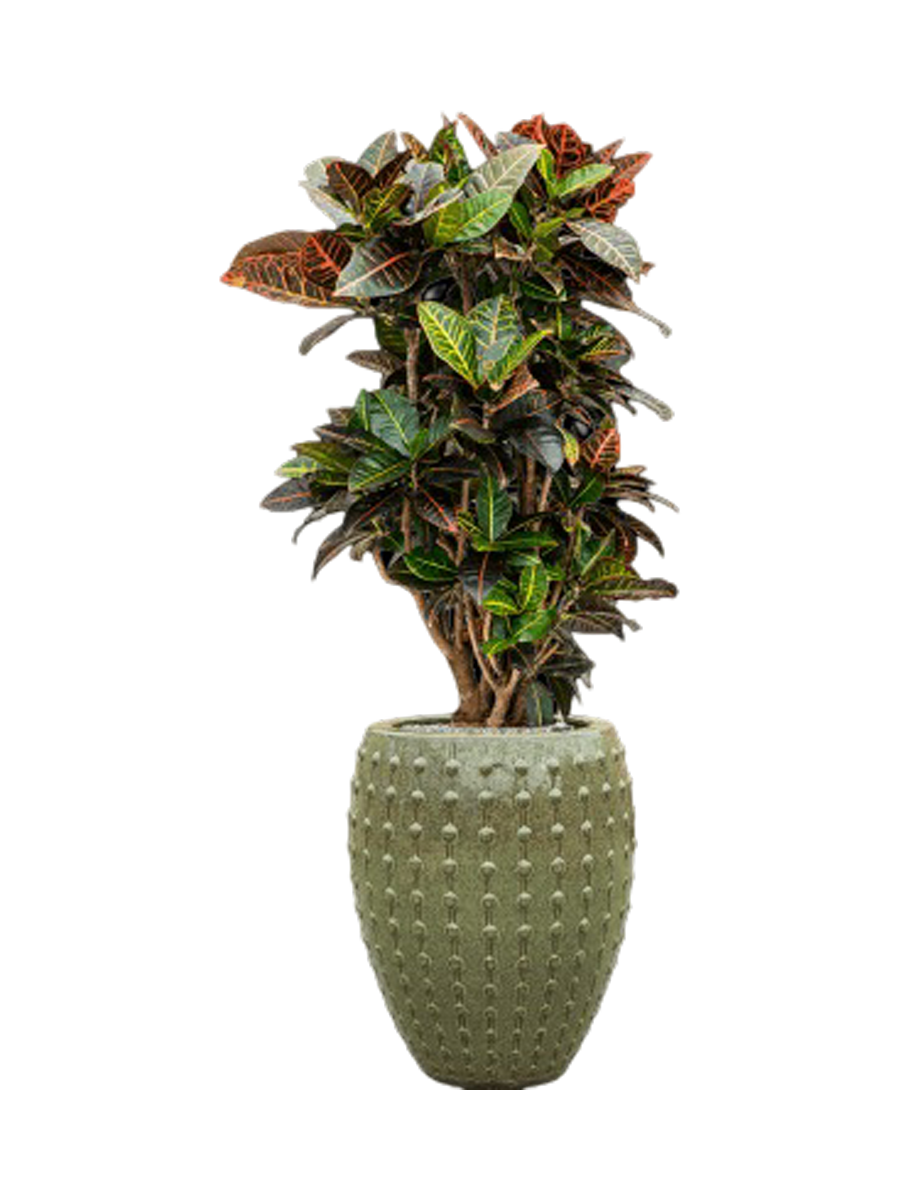 
Pflanzen Arrangement „Croton variegatum 'Petra' in Laos“, Höhe 140-150 cm - Farbe Blumentopf: Grün