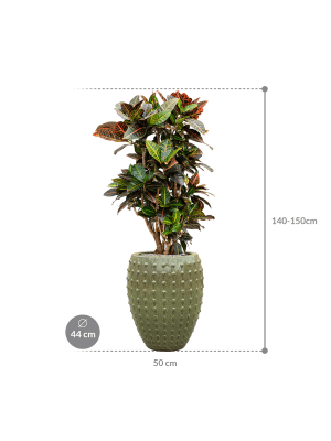 IMAGE for product variant SKU CC0031384