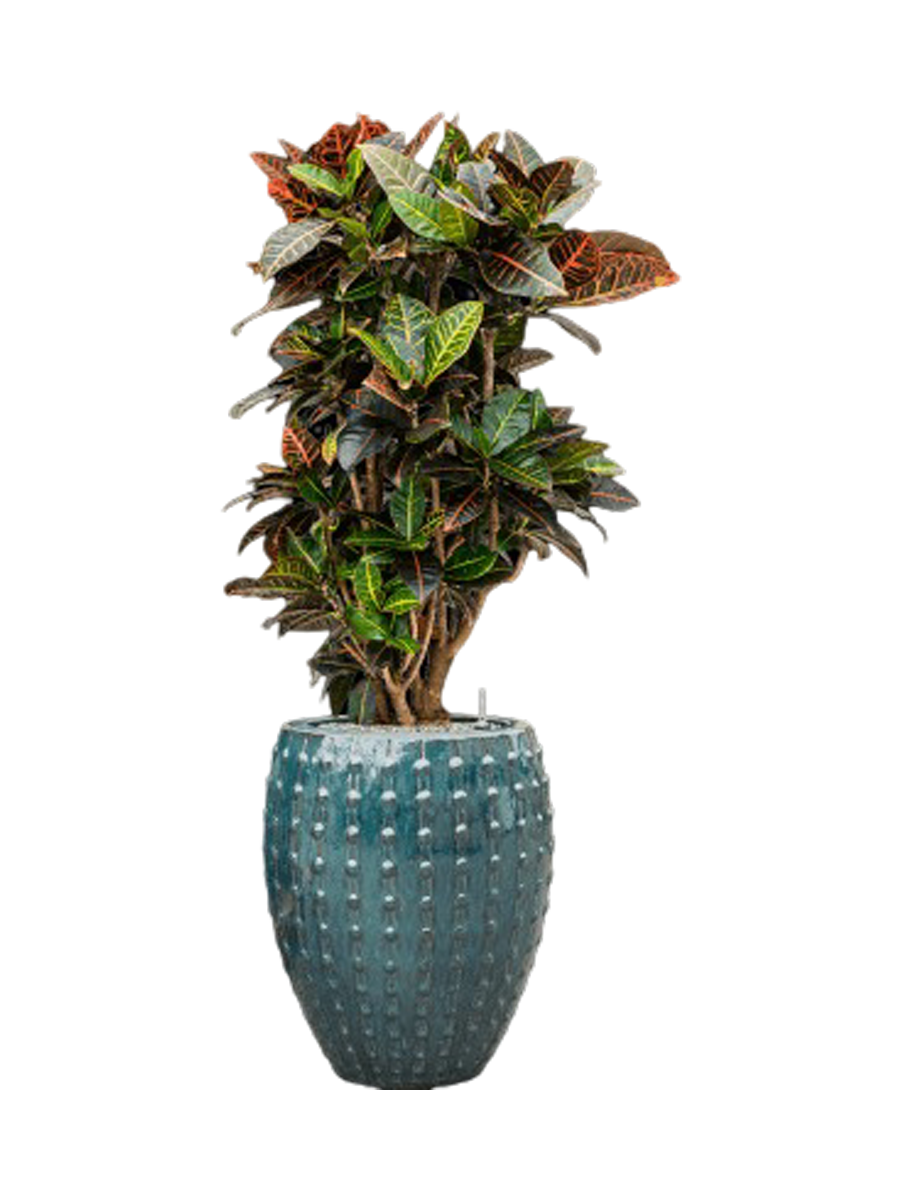 
Pflanzen Arrangement „Croton variegatum 'Petra' in Laos“, Höhe 140-150 cm - Farbe Blumentopf: Blau