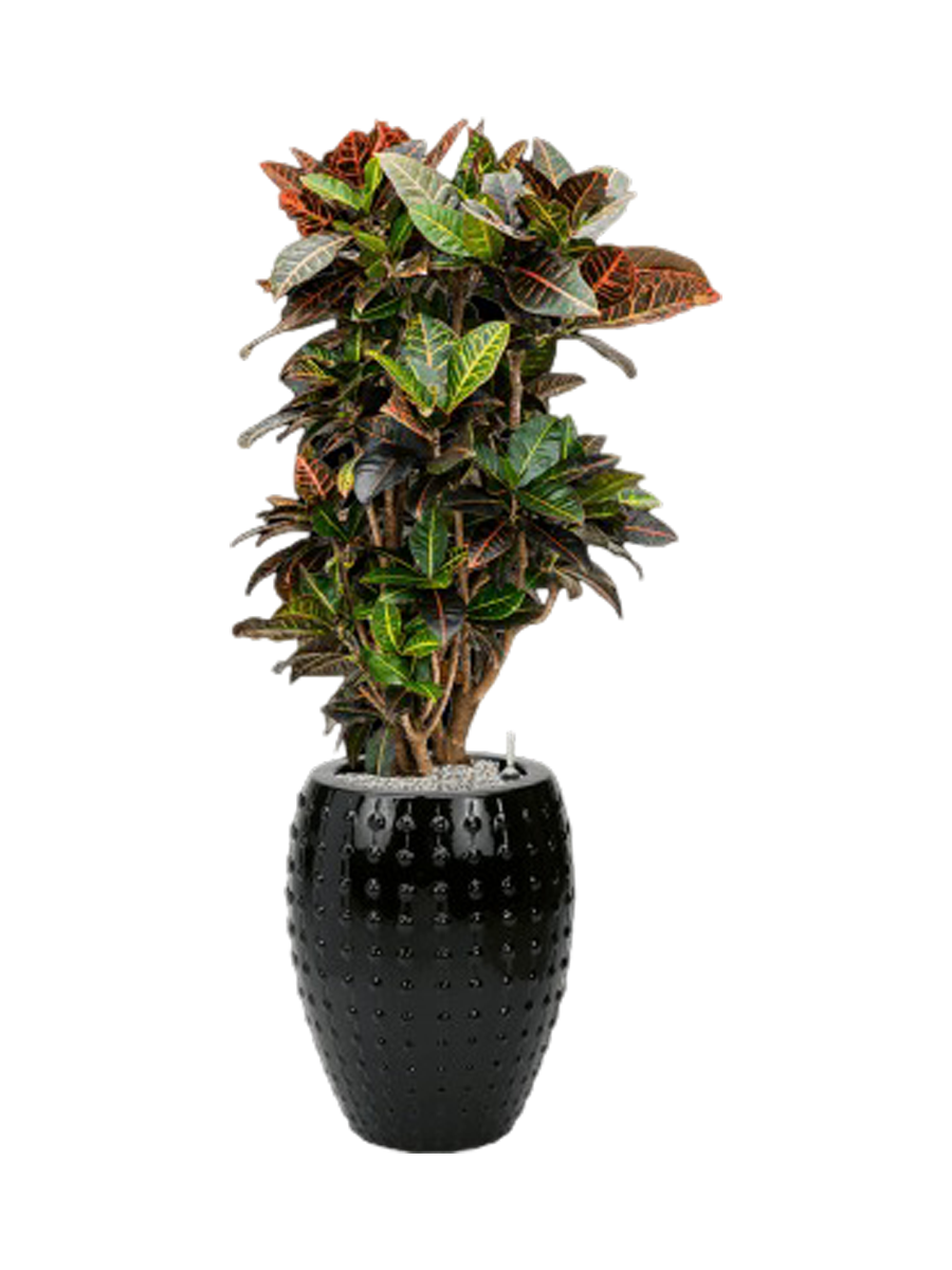 
Pflanzen Arrangement „Croton variegatum 'Petra' in Laos“, Höhe 140-150 cm - Farbe Blumentopf: Schwarz
