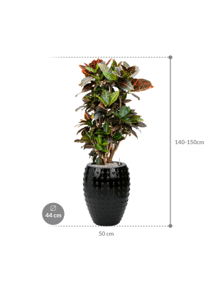 IMAGE for product variant SKU CC0031393