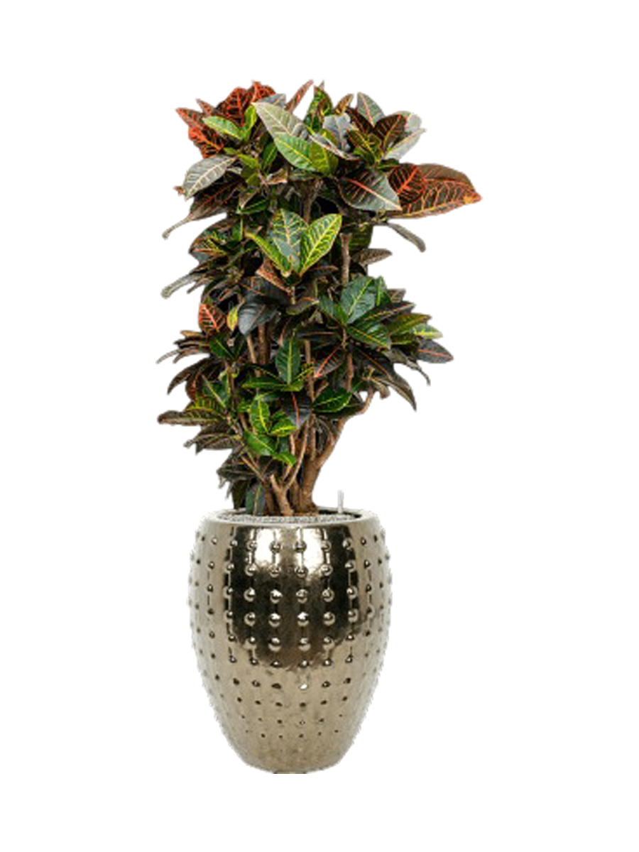 
Pflanzen Arrangement „Croton variegatum 'Petra' in Laos“, Höhe 140-150 cm - Farbe Blumentopf: Gold