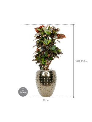 IMAGE for product variant SKU CC0031396