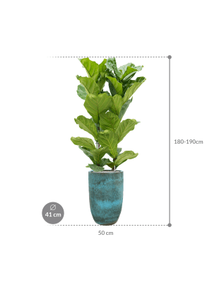 IMAGE for product variant SKU CC0031629