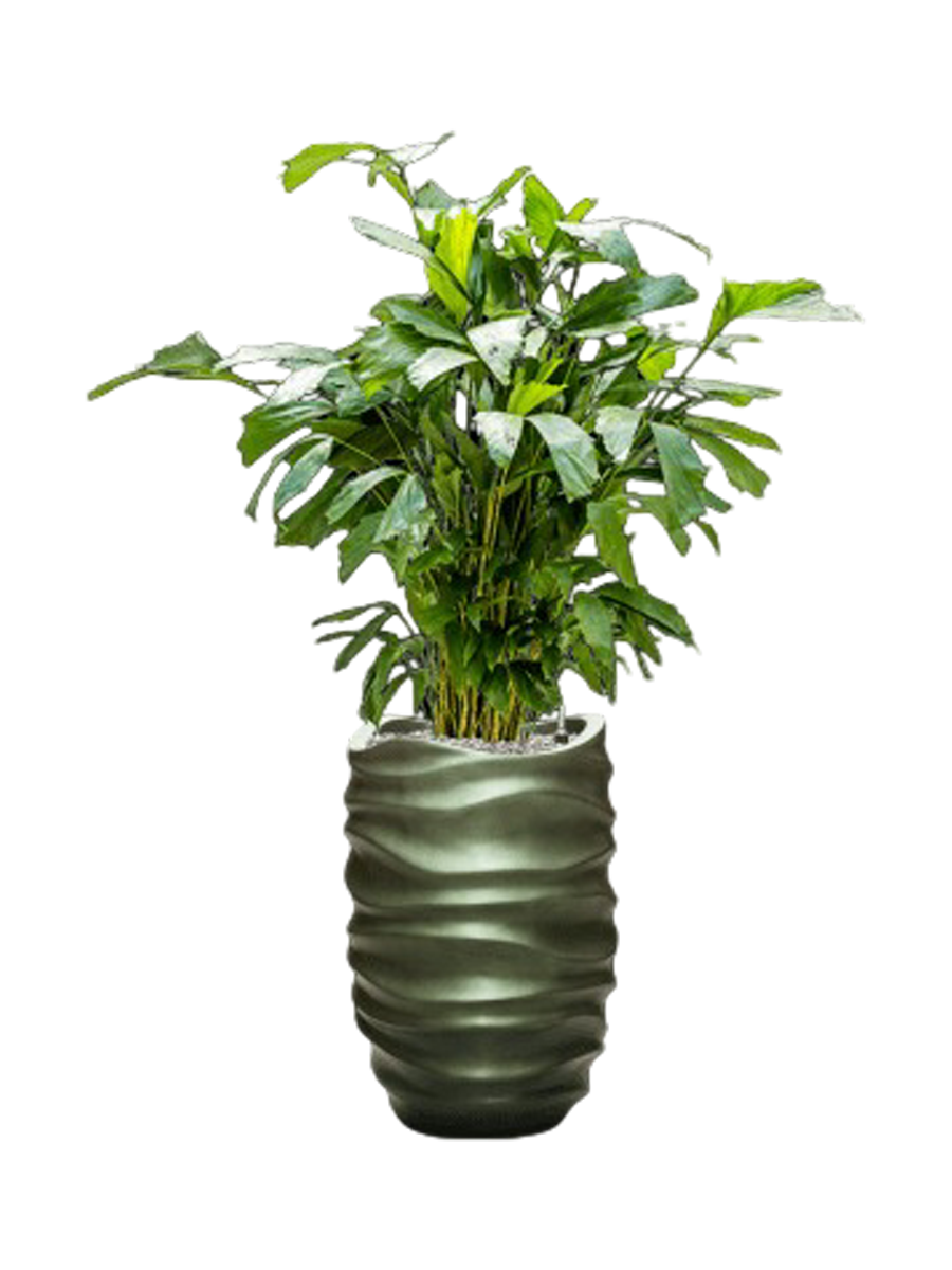 
Pflanzen Arrangement „Caryota mitis & Baq Gradient Lee“, Höhe 140-150 cm