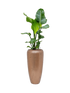 IMAGE for product variant SKU CC0034440