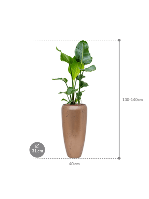 IMAGE for product variant SKU CC0034440