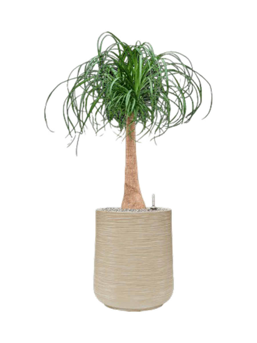 
Pflanzen Arrangement „Beaucarnea recurvata in Baq Dune“, Höhe 115-125 cm