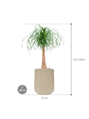 IMAGE for product variant SKU CC0037011