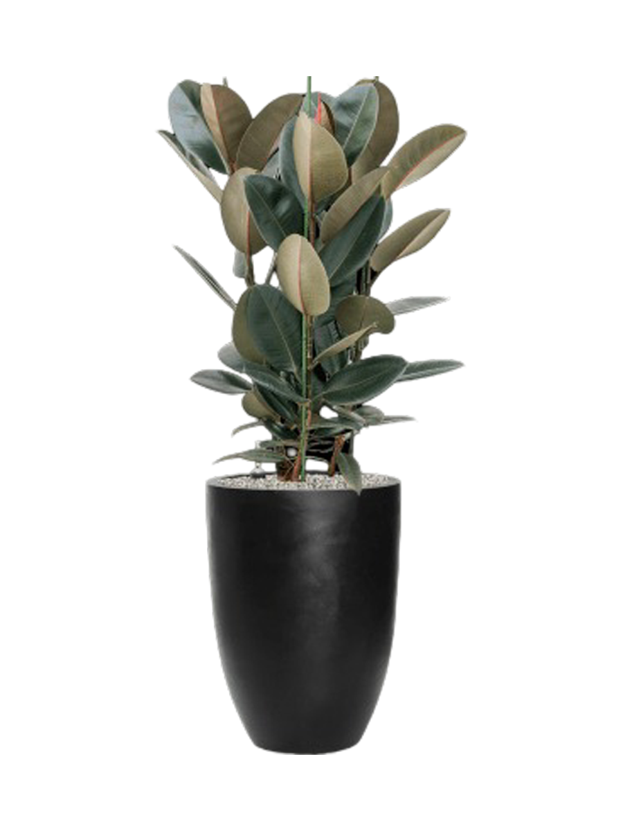 
Composition végétale « Ficus elastica 'Abidjan' en Fiberstone », hauteur 130-140 cm