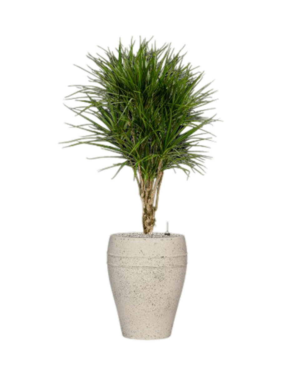 
Pflanzen Arrangement „Dracaena marginata in Mediterranean“, Höhe 140-150 cm