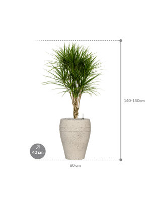 IMAGE for product variant SKU CC0041487