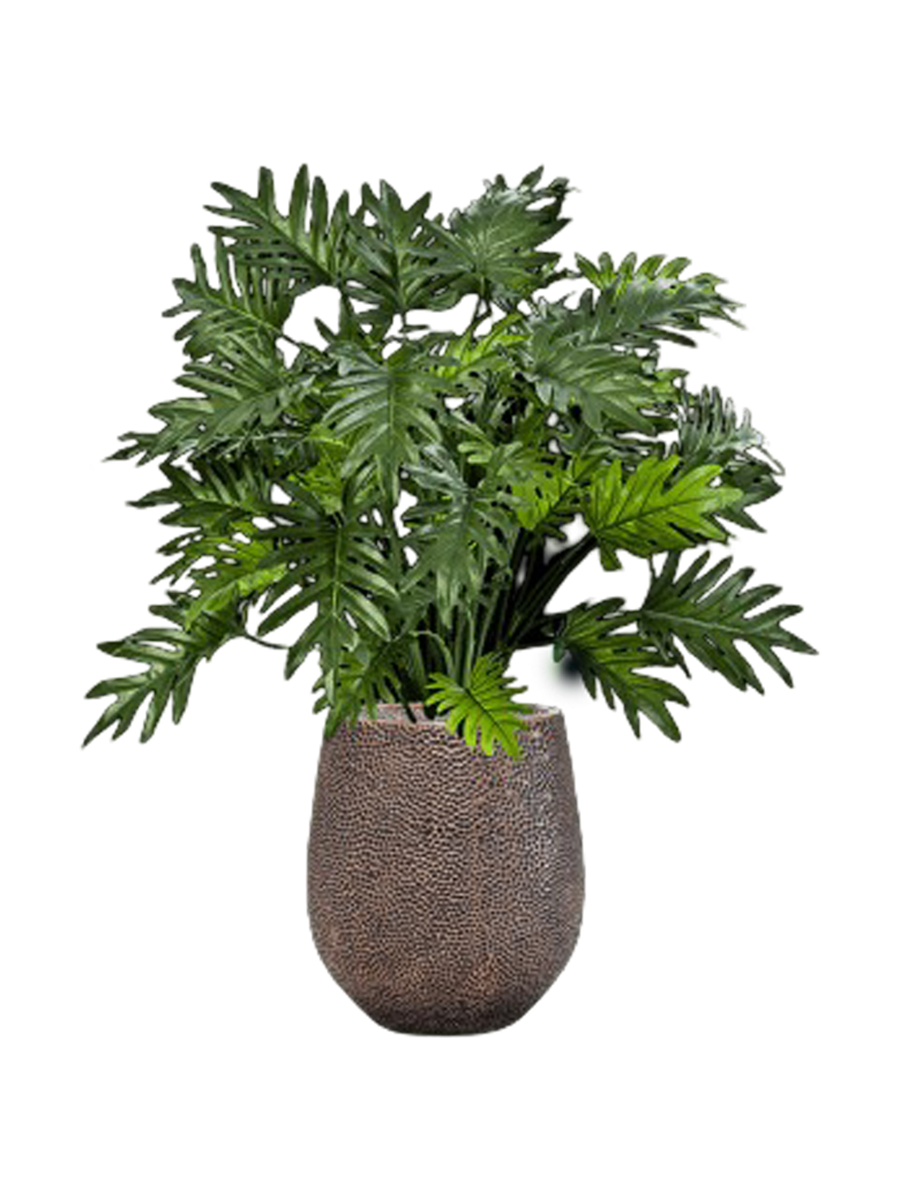 
Composition de plantes "Philodendron in Baq Opus Hit", 100-110 cm