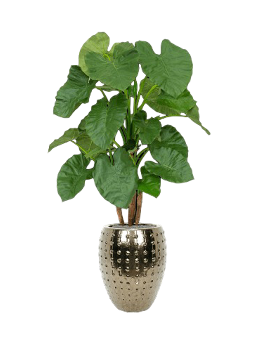
Composition végétale « Alocasia au Laos » Ø 60 x 170-180 cm - Couleur du pot de fleurs : Or