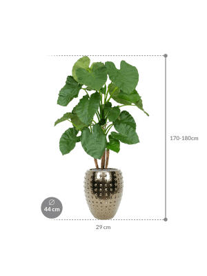 IMAGE for product variant SKU CC0042608