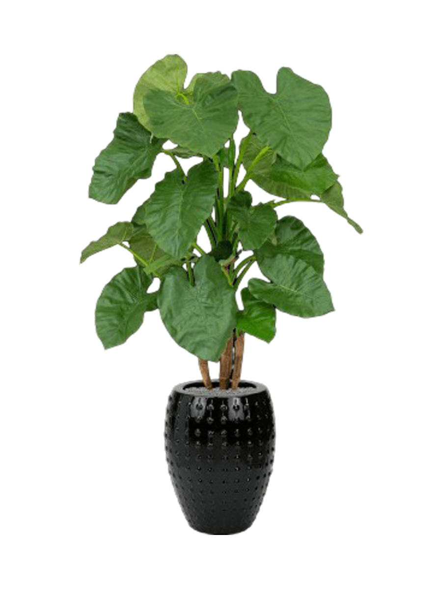 
Composition végétale « Alocasia au Laos » Ø 60 x 170-180 cm - Couleur du pot de fleurs : Noir
