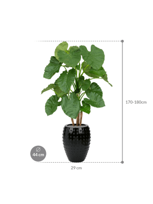 IMAGE for product variant SKU CC0042611