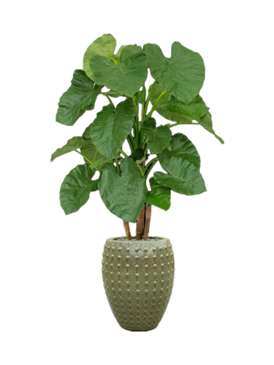 
Composition végétale « Alocasia au Laos » Ø 60 x 170-180 cm - Couleur du pot de fleurs : vert olive