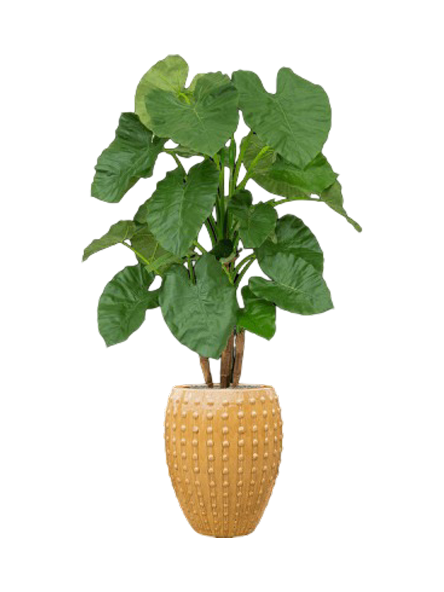 
Composition végétale « Alocasia au Laos » Ø 60 x 170-180 cm - Couleur pot de fleurs : Ocre