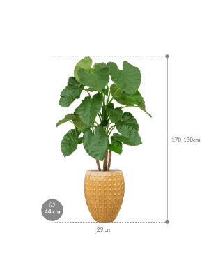 IMAGE for product variant SKU CC0042620