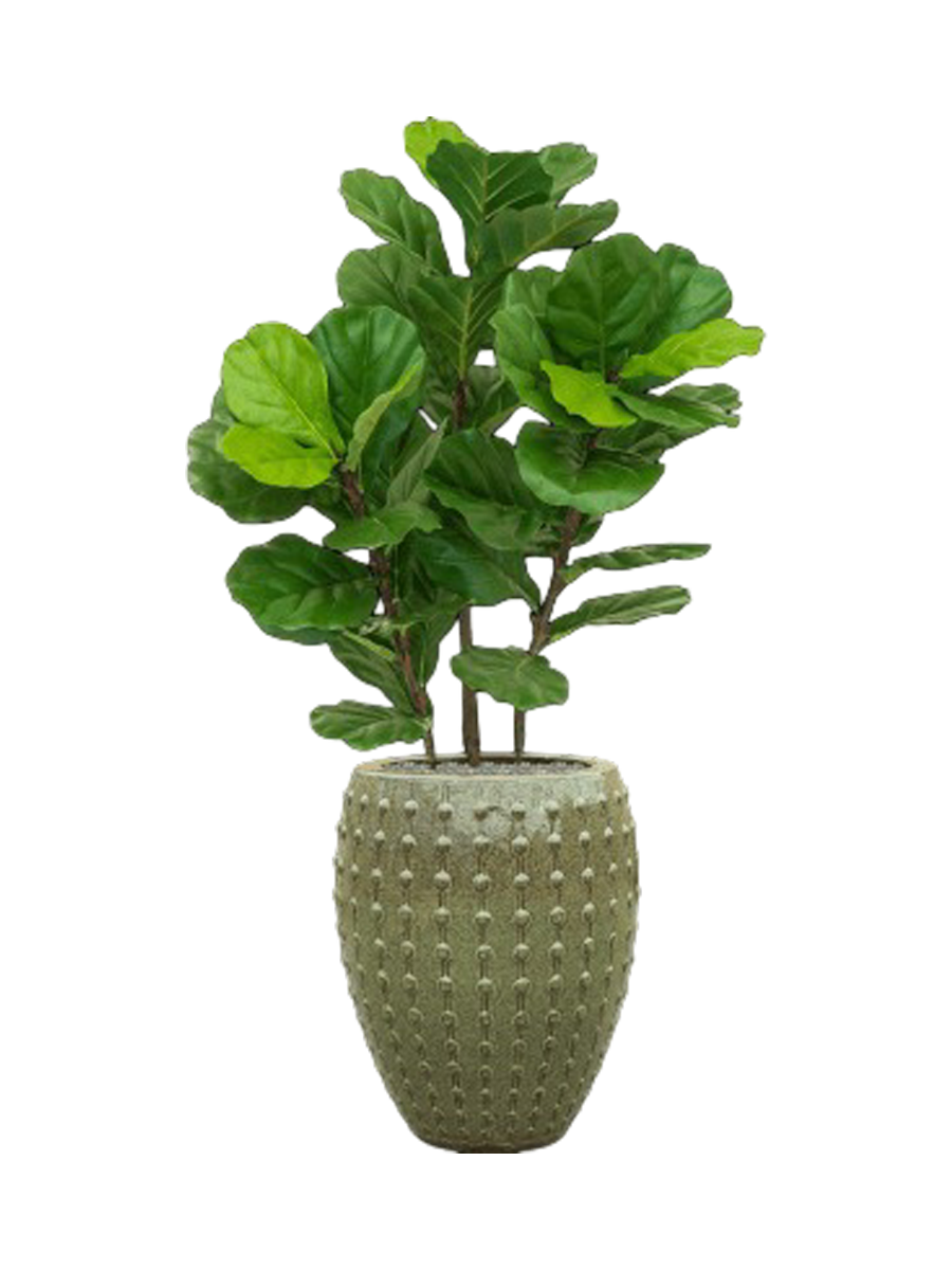 
Composition végétale « Fiddle Tree au Laos » Ø 60 x 140-150 cm - Couleur du pot de fleurs : vert olive