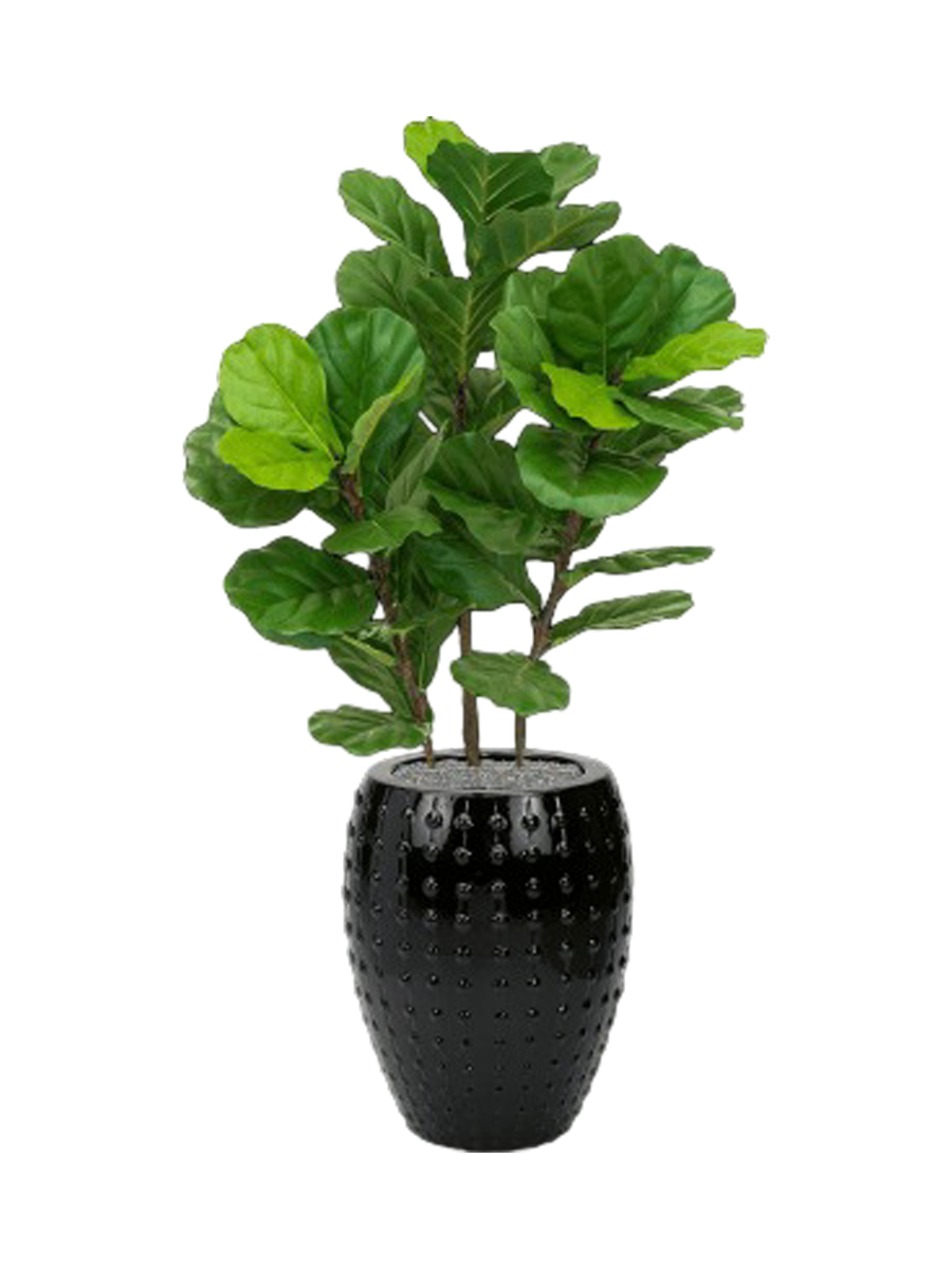 
Composition végétale « Fiddle Tree au Laos » Ø 60 x 140-150 cm - Couleur du pot de fleurs : Noir