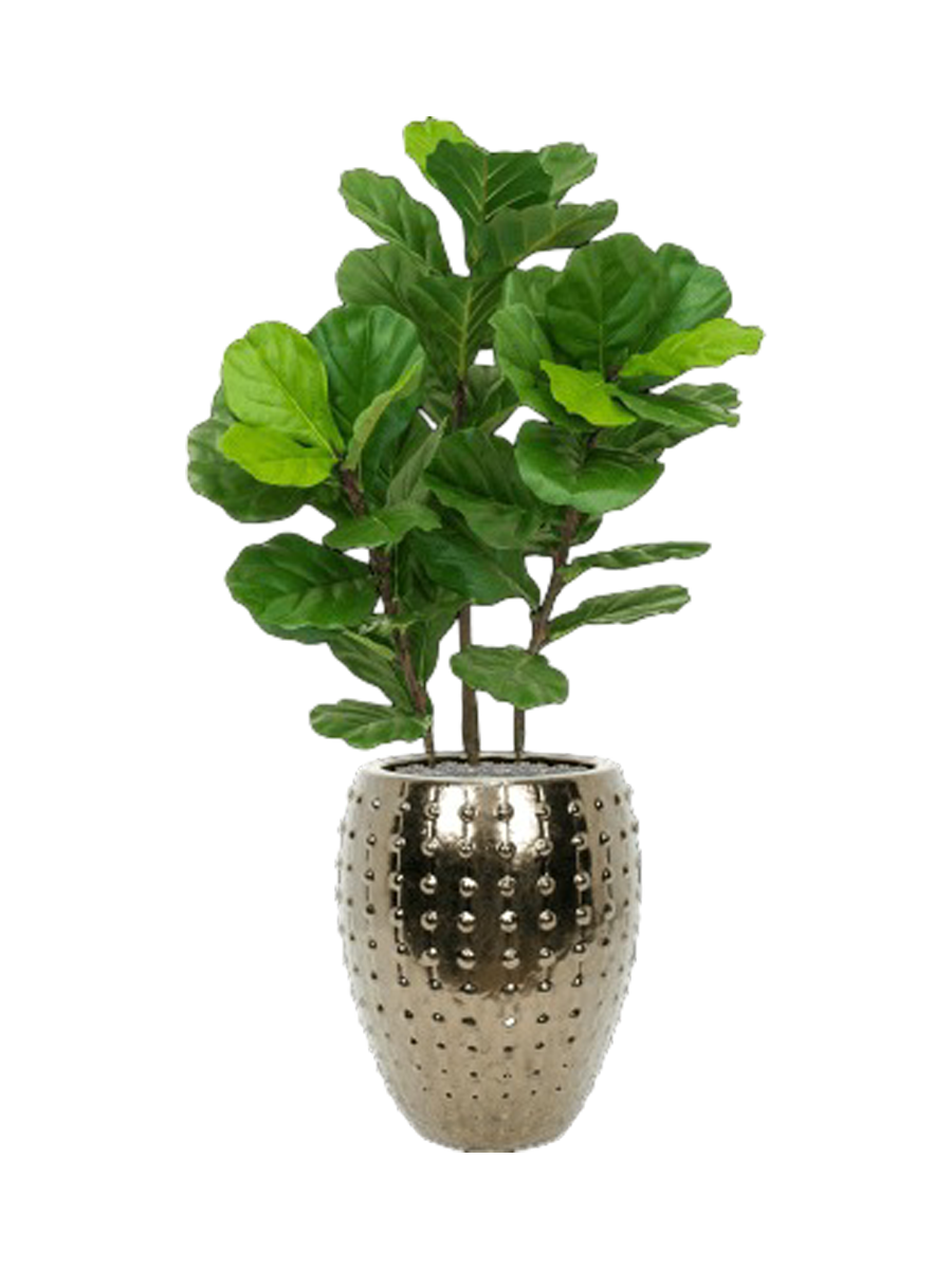 
Composition végétale « Fiddle Tree au Laos » Ø 60 x 140-150 cm - Couleur du pot de fleurs : Or