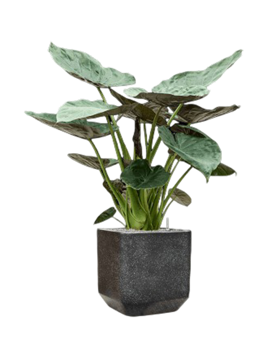 
Pflanzen Arrangement „Alocasia Wentii in Baq Terrazzo“, Höhe 145-155 cm - Farbe Blumentopf: Anthrazit