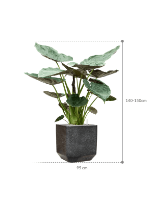 IMAGE for product variant SKU CC0044496