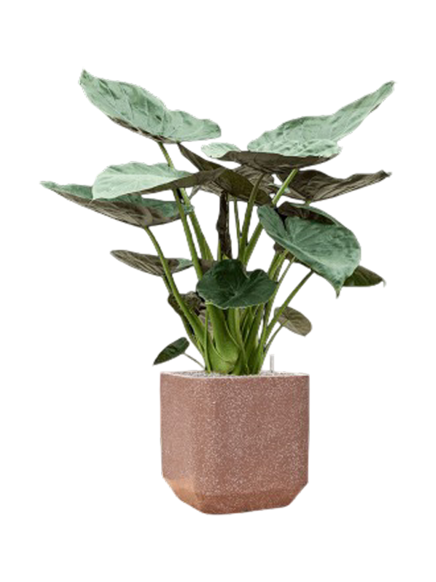 
Pflanzen Arrangement „Alocasia Wentii in Baq Terrazzo“, Höhe 145-155 cm - Farbe Blumentopf: Mocca