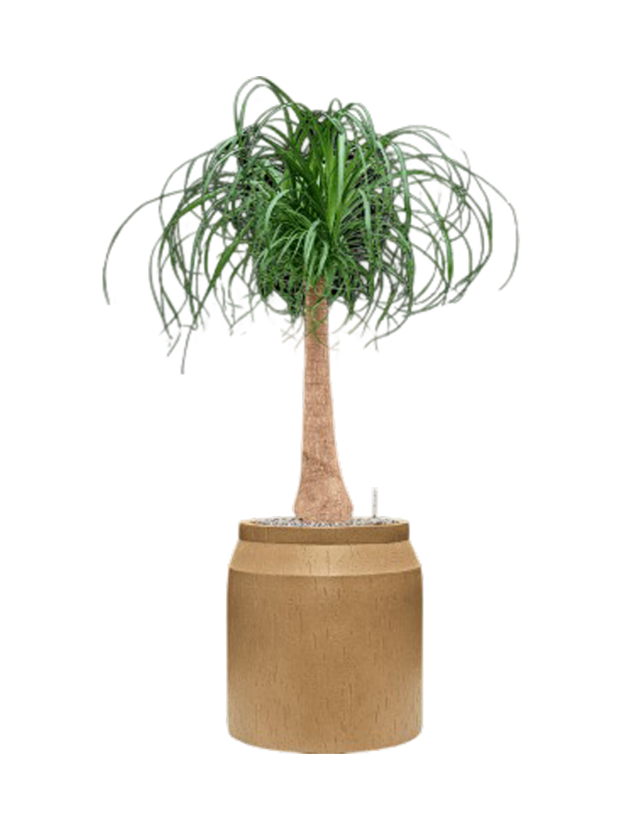 
Pflanzen Arrangement „Beaucarnea recurvata in Baq Raindrop“, Höhe 110-120 cm - Farbe Blumentopf: Beige