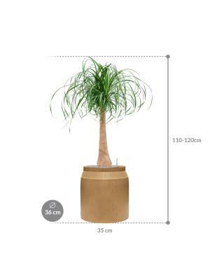 IMAGE for product variant SKU CC0046879
